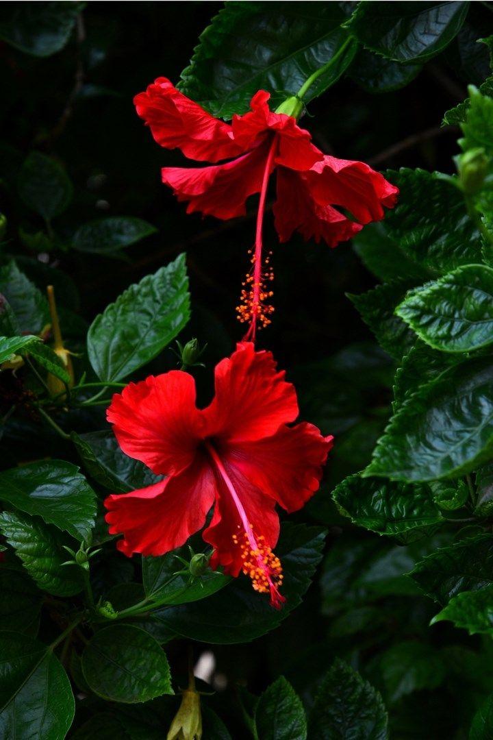 Eternal Grace: A Symphony of Classic Petals